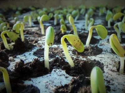 O REINO DA VIDA – CAPÍTULO 2 – O CAMINHO PARA O DECLÍNIO
